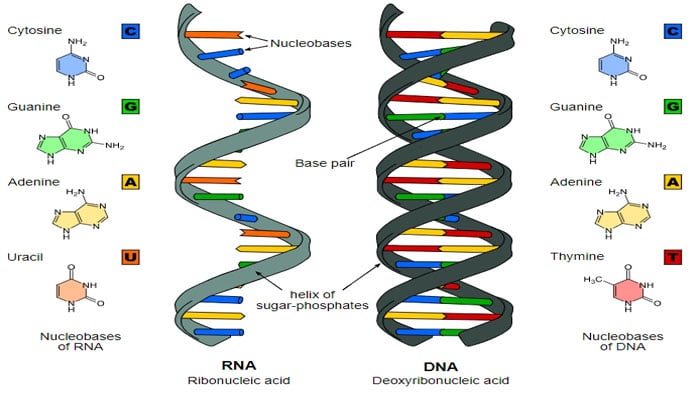 Pengertian RNA Struktur Fungsi Macam Dan Proses Terbentuknya RNA