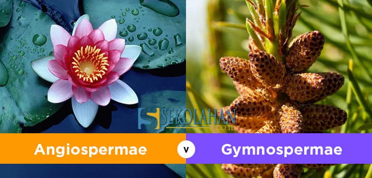Jelaskan perbedaan pembuahan tunggal pada gymnospermae dengan pembuahan ganda pada angiospermae