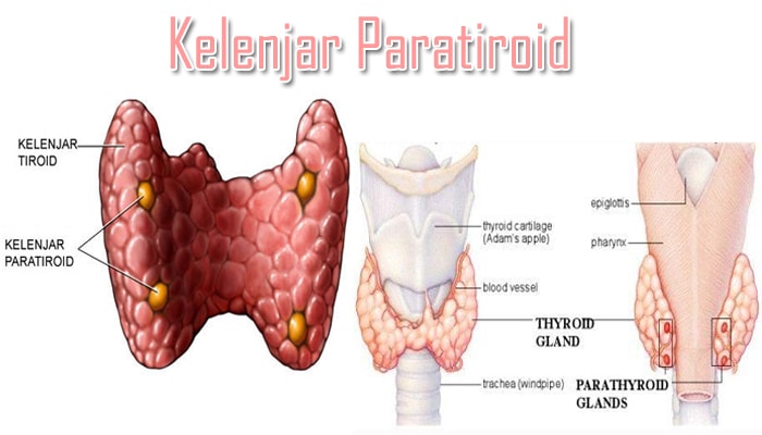 Kelenjar Paratiroid Pengertian Letak Jumlah Fungsi Dan Struktur