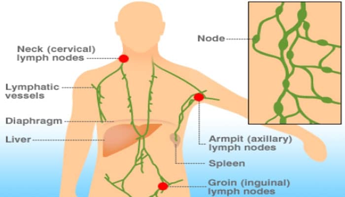 Nodus Limfa Pengertian Fungsi Struktur Anatomi Dan Bagian Nodus