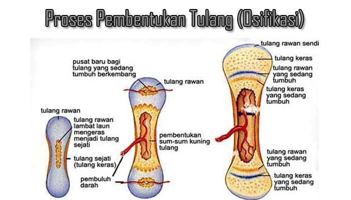 Penjelasan Lengkap Proses Pembentukan Tulang Osifikasi Pada Manusia Sekolahan Co Id